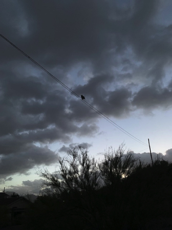 Oct 1 - A Great Horned Owl greeting us, the moon, and the morning sun.